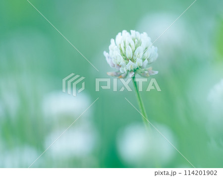 シロツメクサのアップ シロツメクサのアップ 114201902