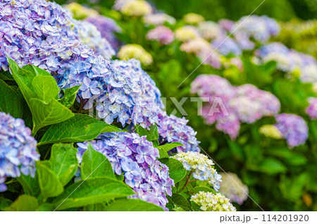 本土寺の紫陽花 114201920