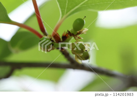 自然 植物 アブラチャン、初夏の若い果実。数ミリの楕円形、根元に花被片(?)が残っています 自然 植物 アブラチャン、初夏の若い果実。数ミリの楕円形、根元に花被片(?)が残っています 114201983