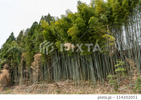 斜面の放置竹林を伐採する竹林整備イメージ｜竹林伐採イメージ 114202051