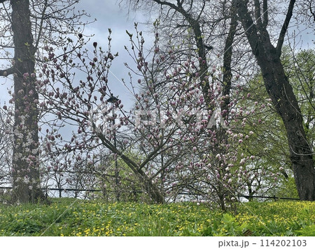 Magnolia flowers blooming in the spring forest. Beautiful nature scene. Magnolia flowers blooming in the spring forest. Beautiful nature scene. 114202103