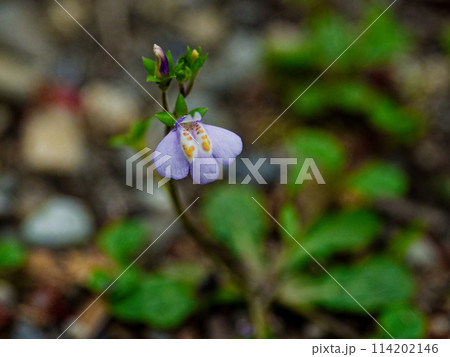 紫色の小さな花サギゴケ科ムラサキサギゴケ 114202146