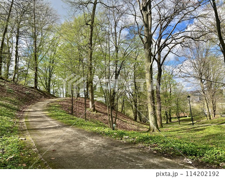Park in the center of the city. Spring landscape with green trees and grass 114202192