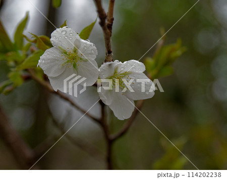 日本固有種サクラ基本野生種オオシマザクラ開花 114202238