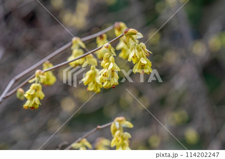 ひっそりと咲く満開のトサミズキの花 114202247
