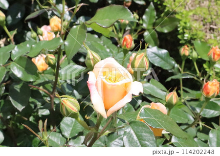 春の植物 春の植物 114202248