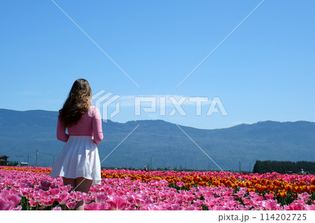 Young woman tourist in pink dress and straw hat standing in blooming tulip field. Spring time Young woman tourist in pink dress and straw hat standing in blooming tulip field. Spring time 114202725