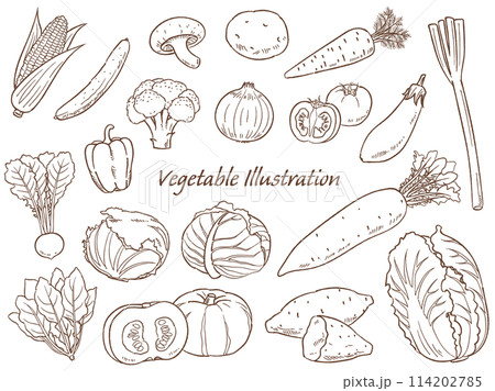手描きの野菜のセット線画_ベクターイラスト 114202785