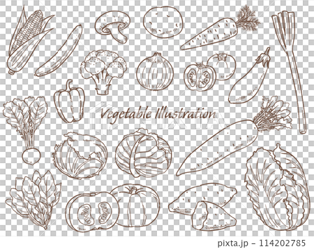 手描きの野菜のセット線画_ベクターイラスト 114202785