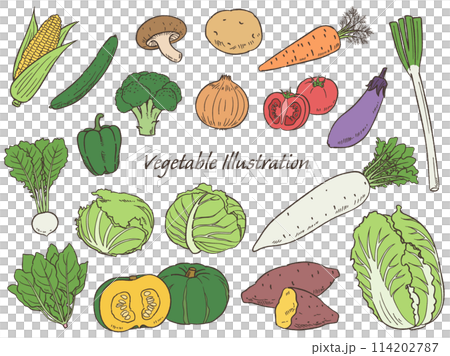 Set of hand-drawn vegetables line drawings_Vector illustration 114202787