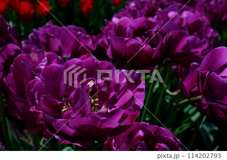 Rows of purple tulip flowers on tulip bulb farm on sunny Beautiful and colorful Washington State tulip fields after a big rain in spring, rainbow of flowers, farmhouse and mountains in background Rows of purple tulip flowers on tulip bulb farm on sunny Beautiful and colorful Washington State tulip fields after a big rain in spring, rainbow of flowers, farmhouse and mountains in background 114202793