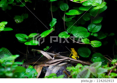 golden poison frog phyllobates terribills Golden poison frog in their natural habitat golden poison frog phyllobates terribills Golden poison frog in their natural habitat 114202913
