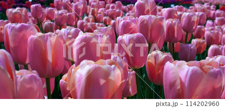 Pink tulips on a dark wooden background 114202960
