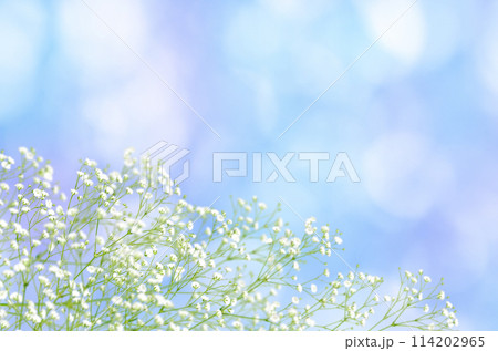 ソライロの木漏れ日とかすみ草、光あふれる爽やかな背景 114202965