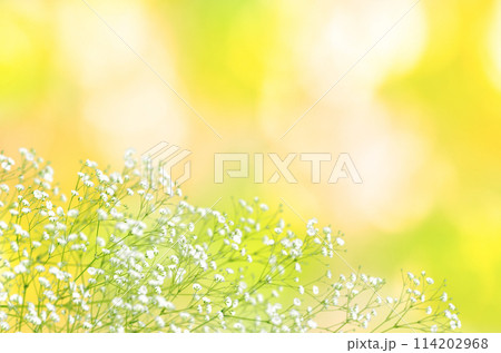 春色の木漏れ日とかすみ草、光あふれる暖かな背景 114202968