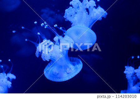 Slow motion Lion's mane jellyfish Cyanea capillata or hair jelly amphipods on lion mane Cyanea capillata Vancouver Aquarium, BC, Canada Slow motion Lion's mane jellyfish Cyanea capillata or hair jelly amphipods on lion mane Cyanea capillata Vancouver Aquarium, BC, Canada 114203010