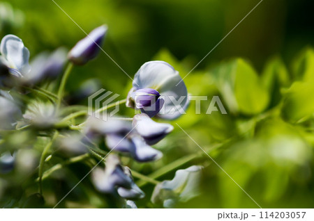 信濃川・やすらぎ堤の山藤(やまふじ) 114203057