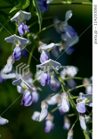 信濃川・やすらぎ堤の山藤(やまふじ) 信濃川・やすらぎ堤の山藤(やまふじ) 114203060