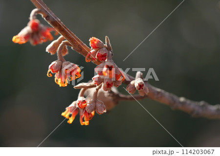 アカバナマンサクの花の蕾 アカバナマンサクの花の蕾 114203067
