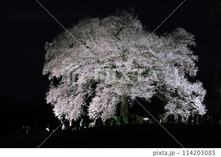 わに塚のサクラ・ライトアップ（山梨県・北杜市 114203085