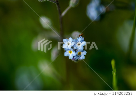 野原紫 野原紫 114203255