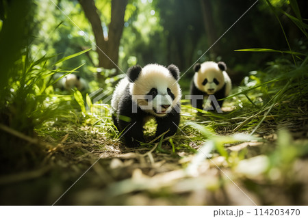 Cute panda cubs in a lush bamboo grove, The image showcases the beauty and serenity of nature and wildlife. Endangered species 114203470