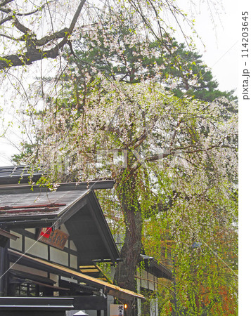 2024年4月18日館武家屋敷の桜 114203645