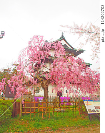 2024年4月19日弘前城の満開の桜 114203702