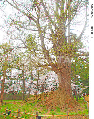 2024年4月19日弘前城の満開の桜 114203703