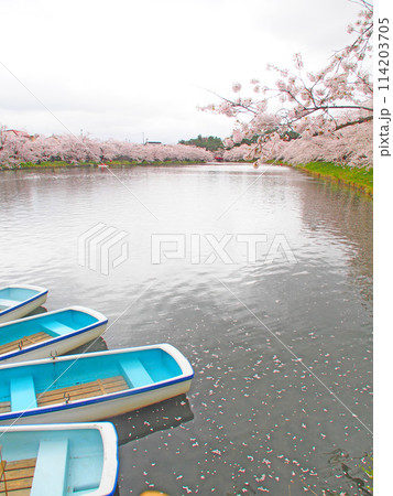 2024年4月19日弘前城の満開の桜 114203705