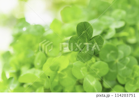 幸運のシンボル四つ葉のクローバー 114203751