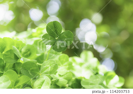 幸運のシンボル四つ葉のクローバー 114203753