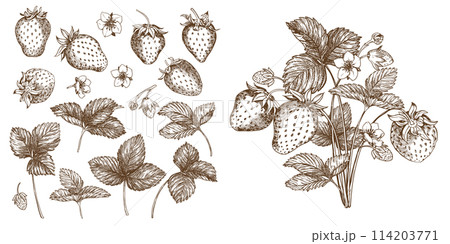 Sweet Strawberry, hand drawn vector illustration 114203771