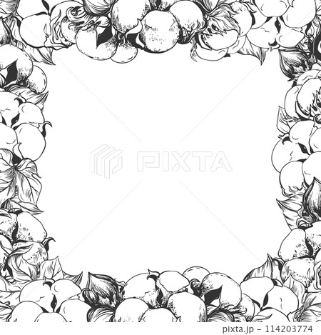 Square frame with cotton flowers and space for text. Linear sketch of white cotton balls, leaves and branches. Vector retro ink illustration. Design for label, tag or wedding invitation. 114203774