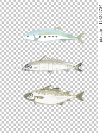 Cod, Barracuda, Sardines Cod, Barracuda, Sardines 114203784