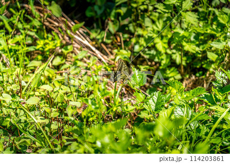 野原の揚羽蝶 114203861