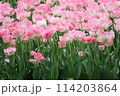 ピンクと白の八重のチューリップ畑 114203864