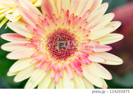 美しきガーベラ 114203875