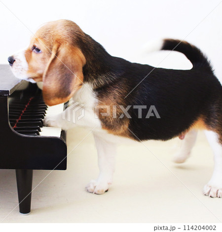 トイピアノと子犬のビーグル犬 トイピアノと子犬のビーグル犬 114204002
