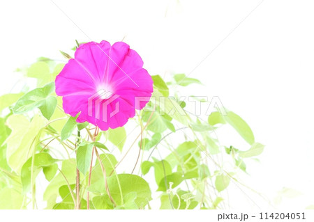 ピンク色のアサガオ 大輪の花 明るい背景 ピンク色のアサガオ 大輪の花 明るい背景 114204051