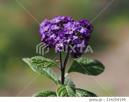 香水の花ヘリオトロープ 香水の花ヘリオトロープ 114204190