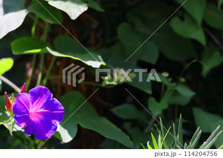 野原に咲く朝顔 114204756