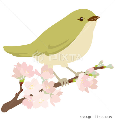 ウグイスと桜の一枝 ウグイスと桜の一枝 114204839