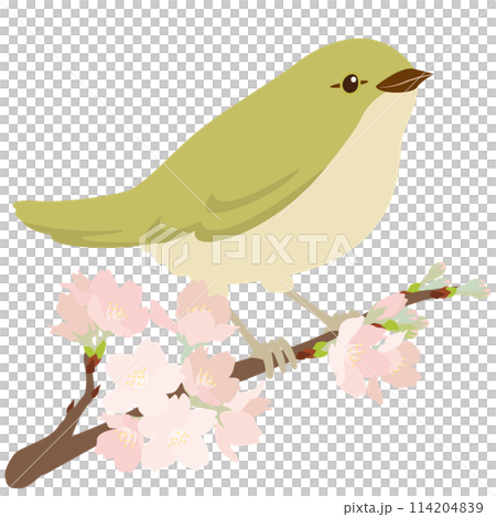 ウグイスと桜の一枝 ウグイスと桜の一枝 114204839