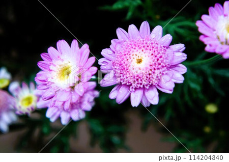 雨に濡れる薄紫の菊 114204840