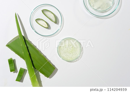 White counter displaying petri dishes containing aloe vera pieces, decorated by some branches of aloe vera. Space for designing and advertising 114204939