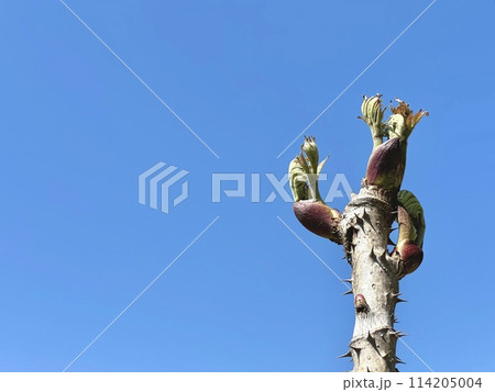 タラの芽と青空 タラの芽と青空 114205004