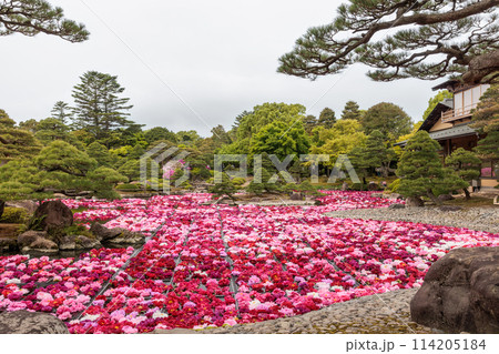由志園　池泉牡丹2024(島根県松江市) 114205184