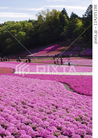秩父 羊山公園一面に広がる芝桜畑 秩父 羊山公園一面に広がる芝桜畑 114205198