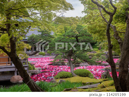 由志園　池泉牡丹2024(島根県松江市) 114205199